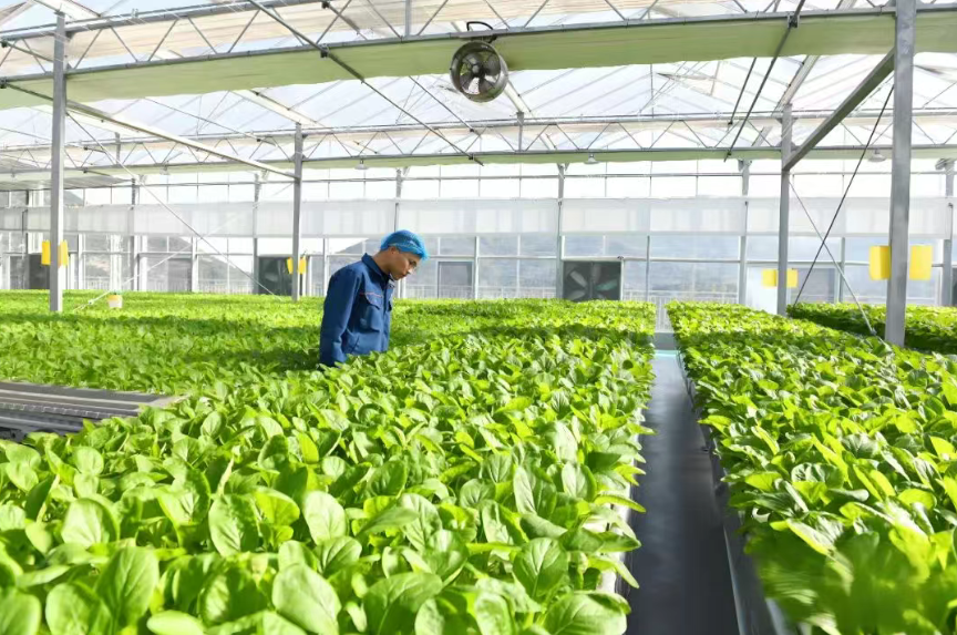 植物工廠掘金戰：五大商業模式破解90%虧損魔咒！